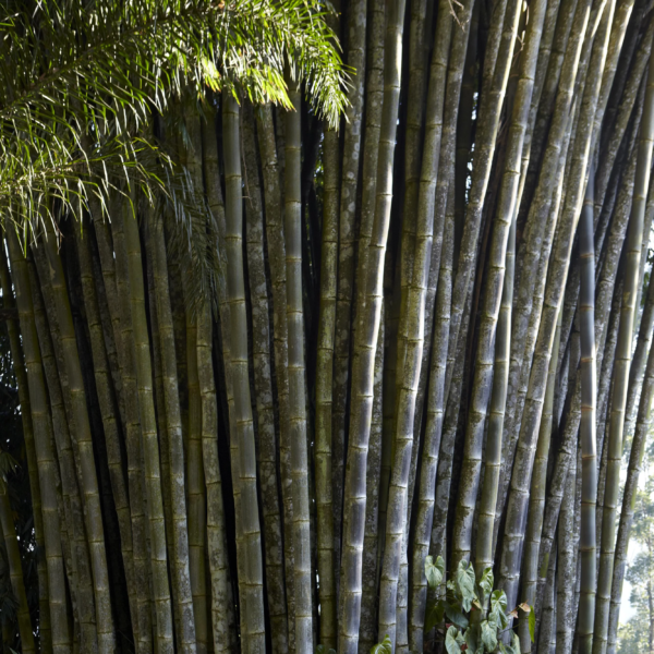 bụi tre rồng khổng lồ - Dendrocalamus Sinicus