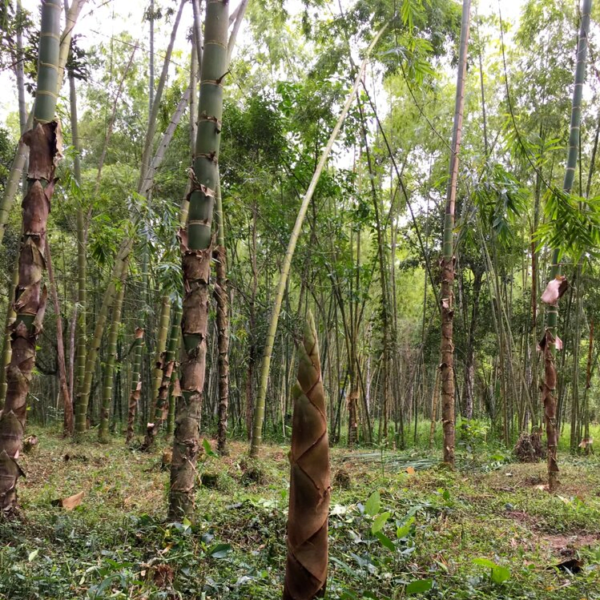 măng Tre Guadua Angustifolia