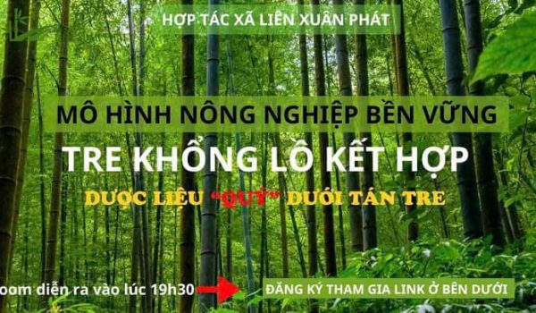 MÔ HÌNH LÀM KINH TẾ TRỒNG TRE KHỔNG LỒ